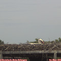 14_20-mast.jpg