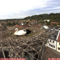 14_20-nest.jpg