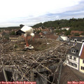 14_25-nest.jpg