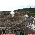 14_30-nest.jpg