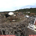 14_35-nest.jpg