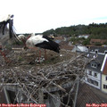 14_50-nest.jpg