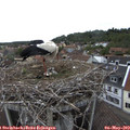 14_55-nest.jpg