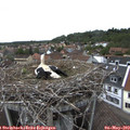 15_00-nest.jpg