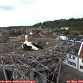 15_05-nest.jpg