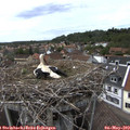 15_10-nest.jpg