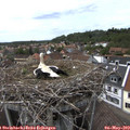 15_15-nest.jpg