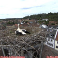 15_20-nest.jpg
