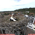 15_25-nest.jpg