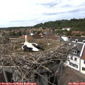 15_30-nest.jpg