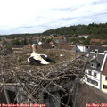 15_35-nest.jpg