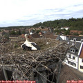 15_40-nest.jpg