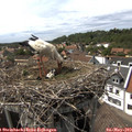 15_45-nest.jpg