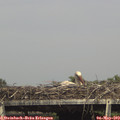 15_50-mast.jpg