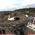15_50-nest.jpg