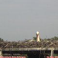 15_55-mast.jpg