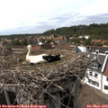 15_55-nest.jpg