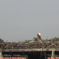 16_00-mast.jpg