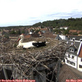 16_00-nest.jpg