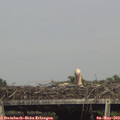16_05-mast.jpg