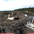 16_05-nest.jpg