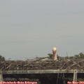 16_10-mast.jpg