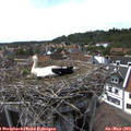16_10-nest.jpg