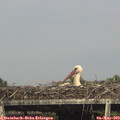 16_15-mast.jpg