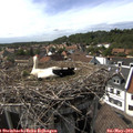 16_15-nest.jpg