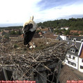 16_20-nest.jpg