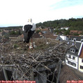16_25-nest.jpg