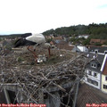 16_30-nest.jpg