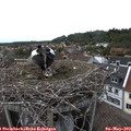 16_35-nest.jpg