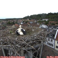 16_40-nest.jpg