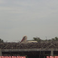 16_50-mast.jpg