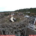 16_50-nest.jpg