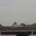 16_55-mast.jpg