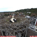 16_55-nest.jpg