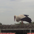 17_00-mast.jpg