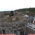 17_00-nest.jpg