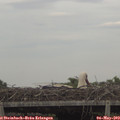 17_05-mast.jpg