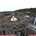 17_05-nest.jpg