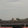 17_10-mast.jpg