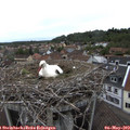 17_10-nest.jpg
