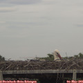 17_15-mast.jpg