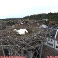 17_15-nest.jpg