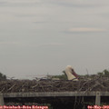 17_20-mast.jpg