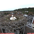 17_20-nest.jpg