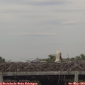 17_25-mast.jpg