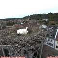 17_25-nest.jpg